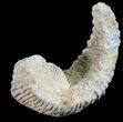Cretaceous Fossil Oyster (Rastellum) - Madagascar #54436-1